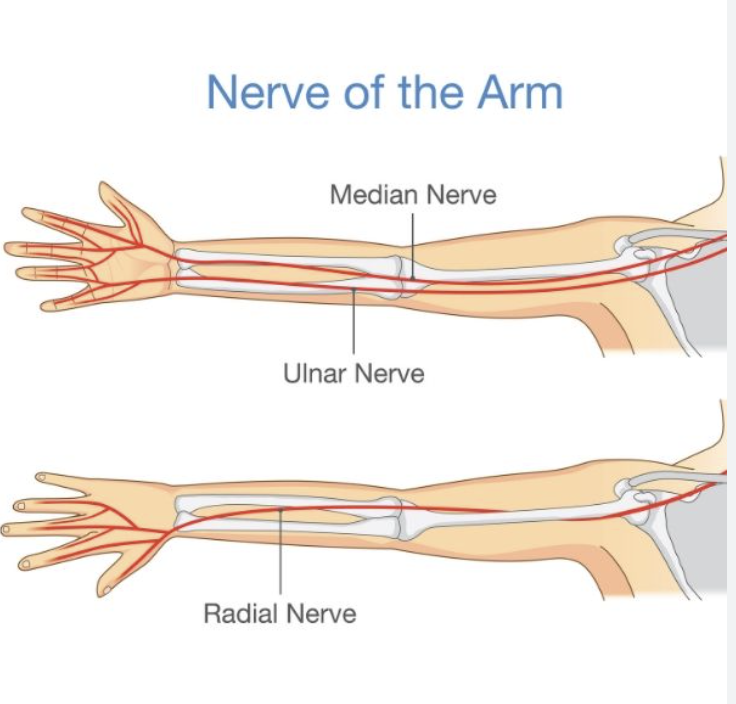 Nerve of the arm.